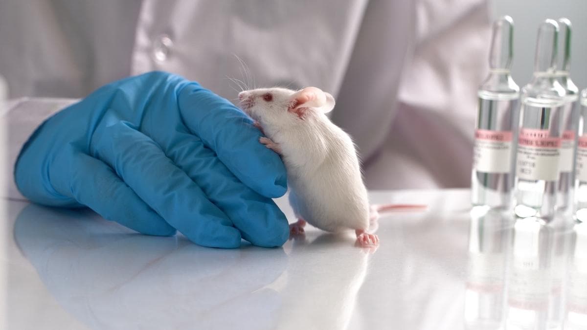 Mariano Barbacid logra eliminar tumores de páncreas en ratones y abre una nueva vía terapéutica