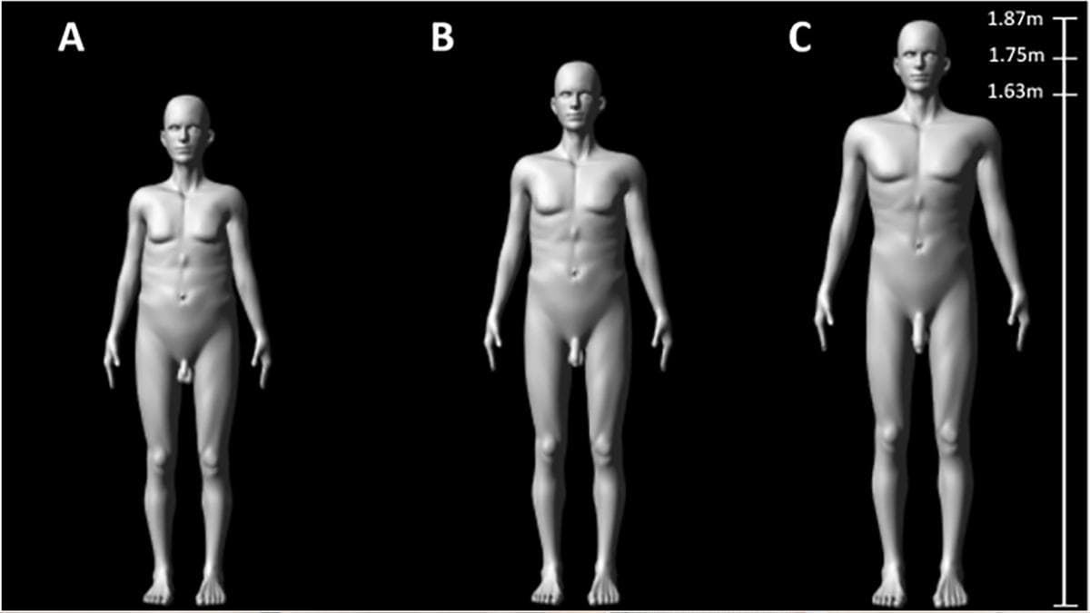 La ciencia explica por qué el tamaño del pene influye en la atracción y en la rivalidad entre hombres